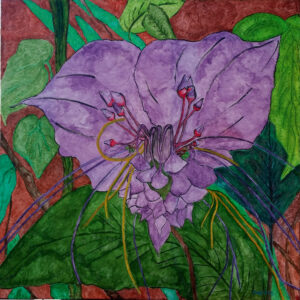 “Tacca Chantrieri”