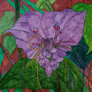 “Tacca Chantrieri”